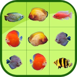 金蟾捕鱼24小时